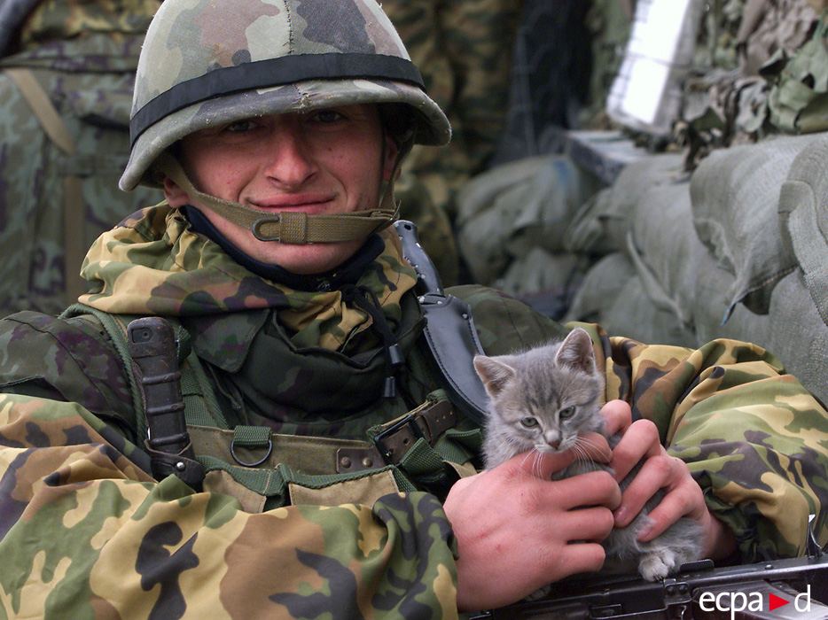 Война и кошки