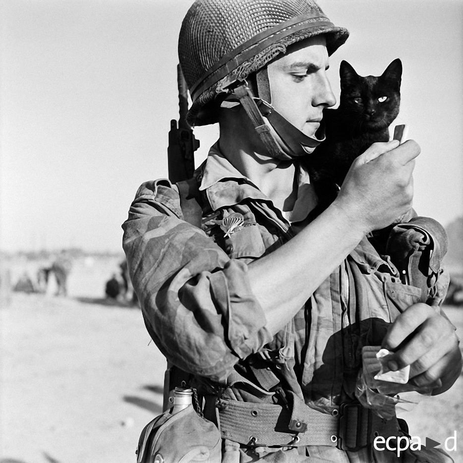 Война и кошки