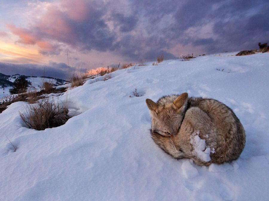 Лучшие фотографии животных от National Geographic