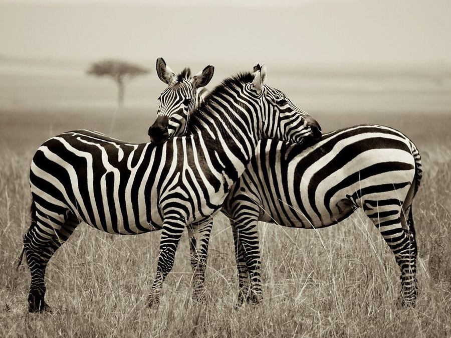 Лучшие фотографии животных от National Geographic