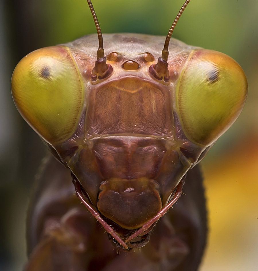 Макросъемка насекомые фотографа Омида Гользара