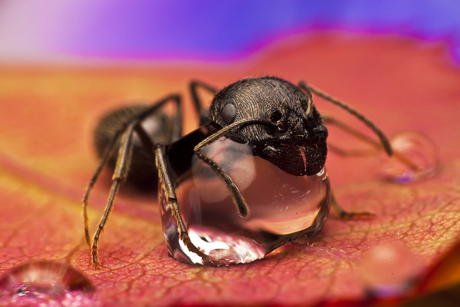 Макросъемка насекомые фотографа Омида Гользара