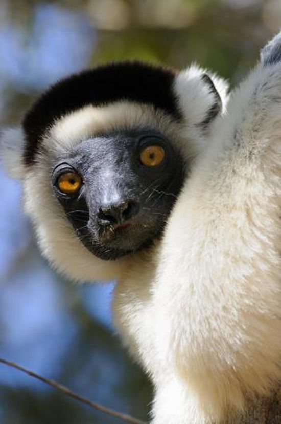 Лемуры острова Мадагаскар