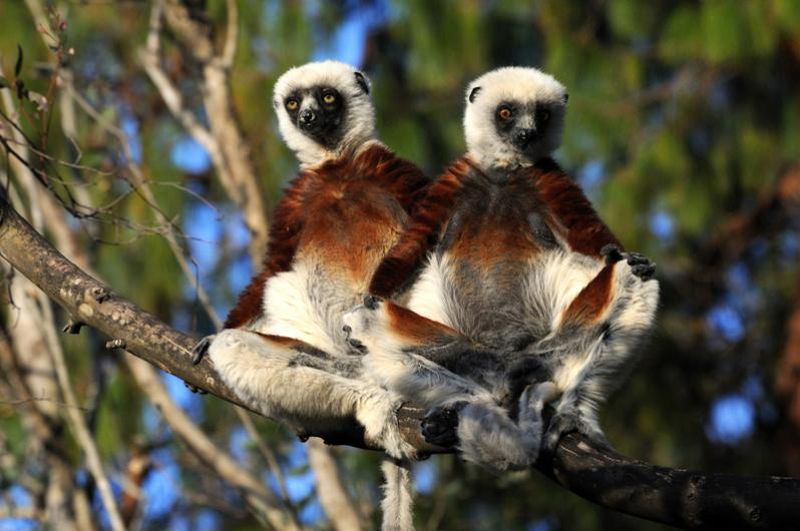 Лемуры острова Мадагаскар