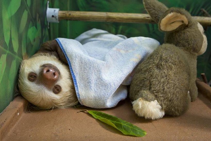 Убежище для ленивцев в  Коста-Рика