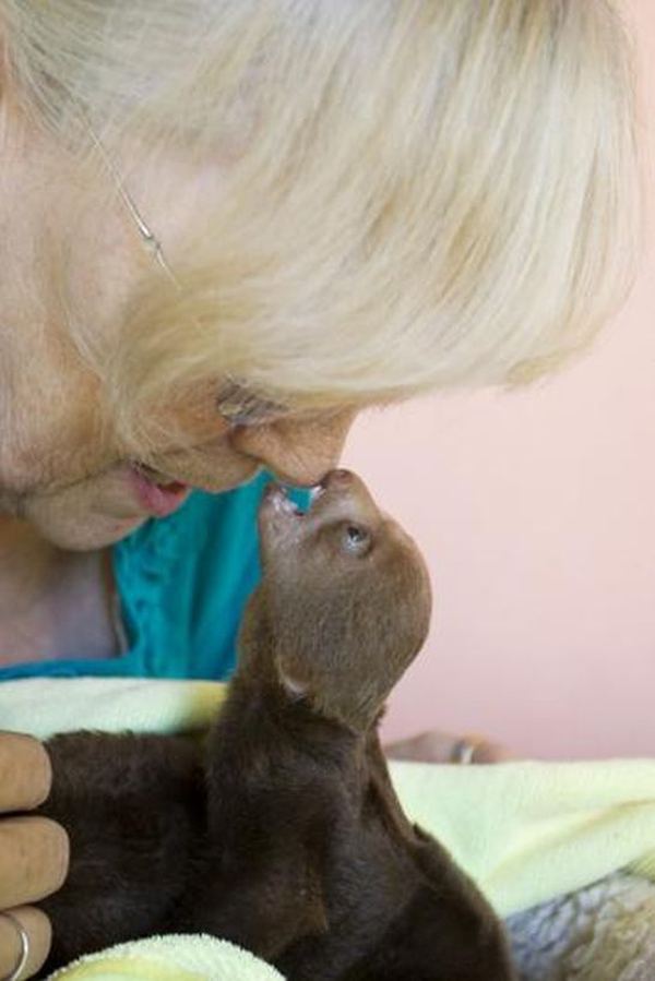 Убежище для ленивцев в  Коста-Рика