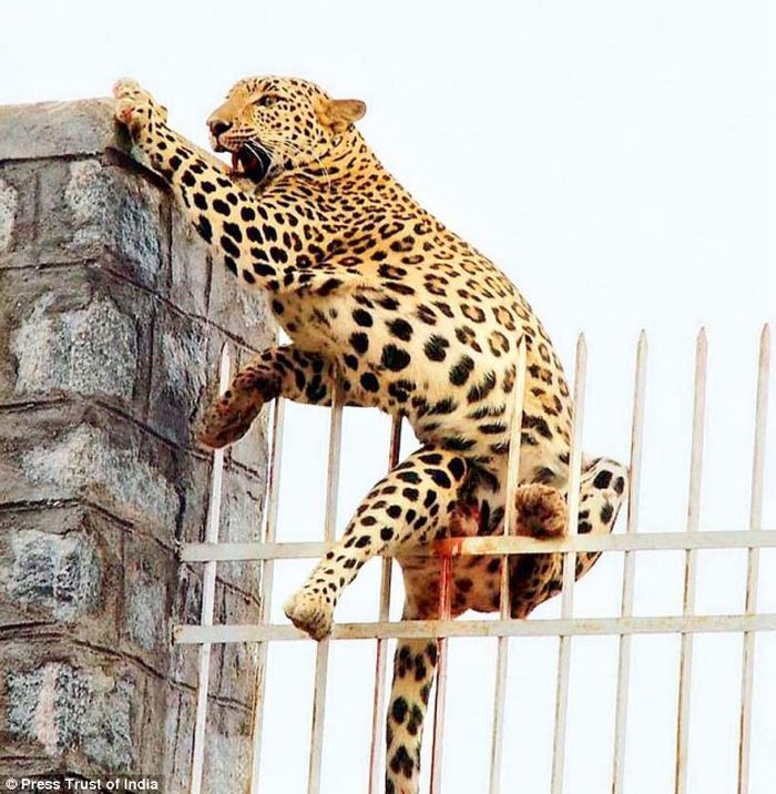 В Индии спасли самку леопарда застрявшую на металлической ограде 