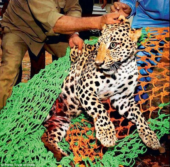 В Индии спасли самку леопарда застрявшую на металлической ограде 