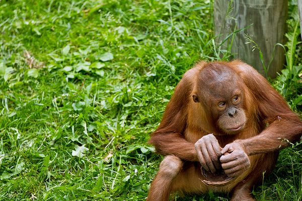 Наблюдая за взрослыми, молодые орангутанги представляют, как можно использовать орудия труда.