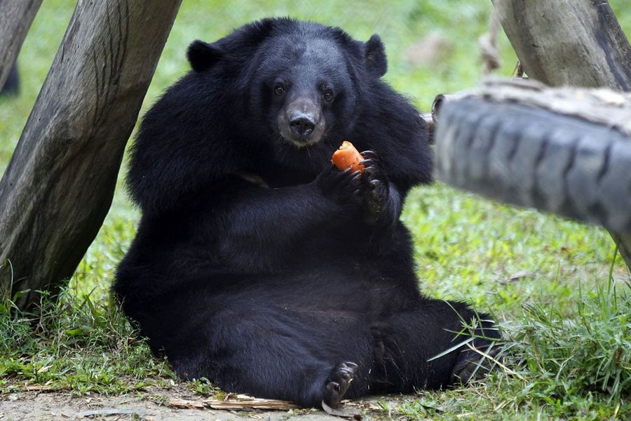 http://animalworld.com.ua/images/2012/December/Animals/Ursus/Ursus_1%20.jpg