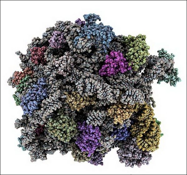 Молекулярная модель большой частицы рибосомы дрожжей; разными цветами выделены разные белки. 