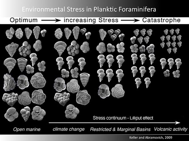Разнообразие планктона снижалось, пока не остались одни неприхотливые малыши. (Изображение авторов работы.)