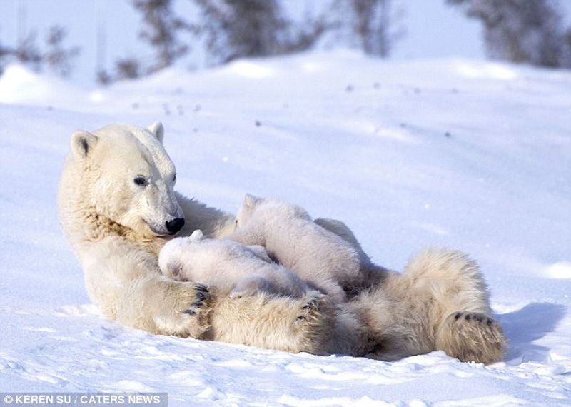 Озорные медвежата на зимней прогулке