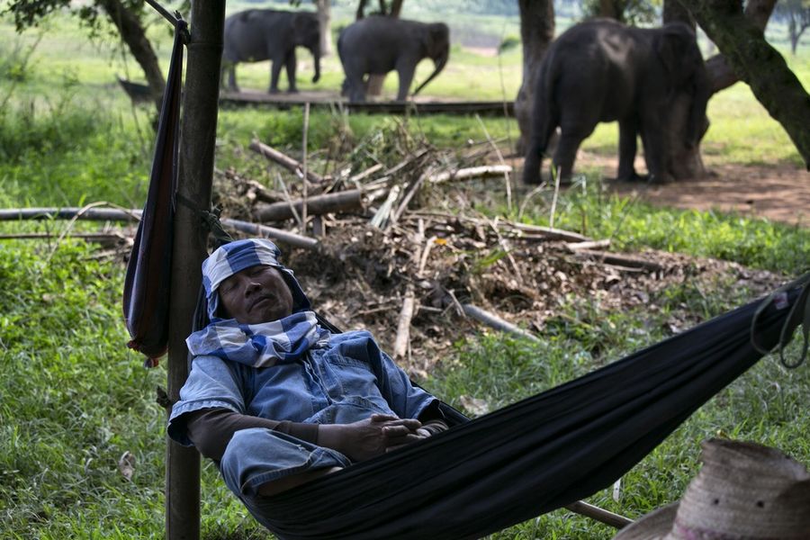 Слоны и производство кофе 'Чёрный бивень'