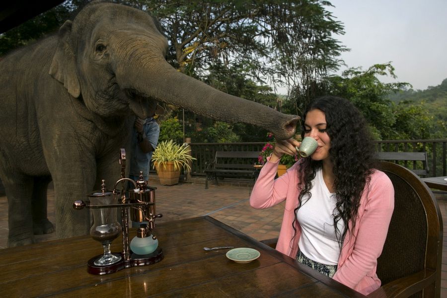 Слоны и производство кофе 'Чёрный бивень'