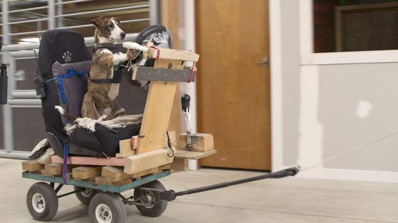 В Новой Зеландии три собаки научились управлять автомобилем