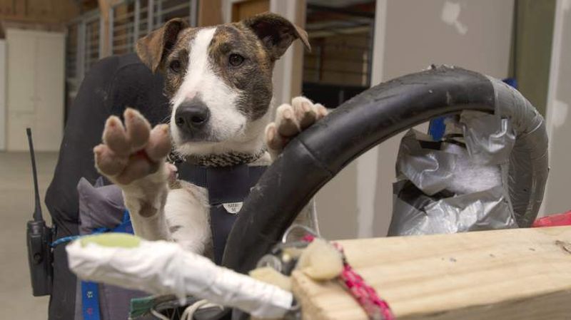 В Новой Зеландии три собаки научились управлять автомобилем