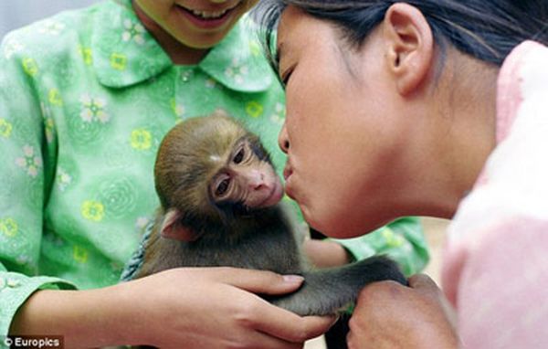  Китаянка привязалсь к приматам как к своим родным детям (фото: dailymail.co.uk)