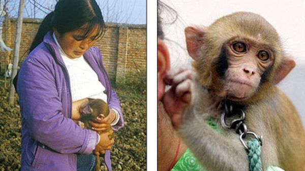 Женщина каждый день кормит обезьян грудью (фото: dailymail.co.uk)