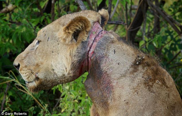 Лев попал в ловушку браконьеров в заповеднике в Замбии (фото: dailymail.co.uk)