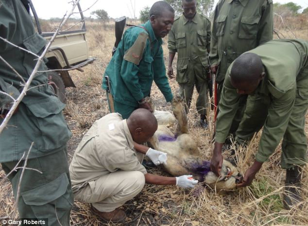 Смотрители смогли выследить льва и освободить его от оков (фото: dailymail.co.uk)