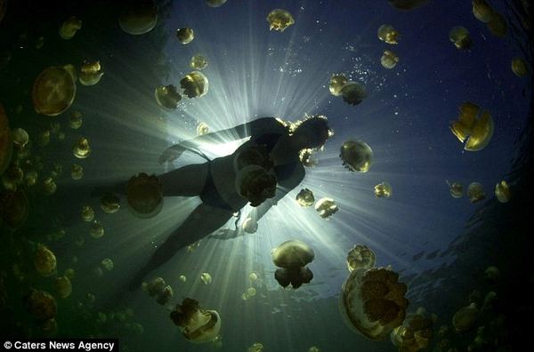 Дайвинг с медузами на озере медуз (Jellyfish Lake)
