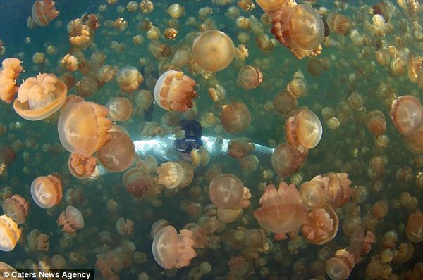 Дайвинг с медузами на озере медуз (Jellyfish Lake)