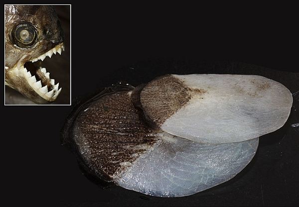 Зубы пираньи (на врезке) разорвут любого, но только не арапайму, защищённую великолепной бронёй-чешуёй серебристо-чёрного цвета. (Фото Jacobs School of Engineering / UCSD.)