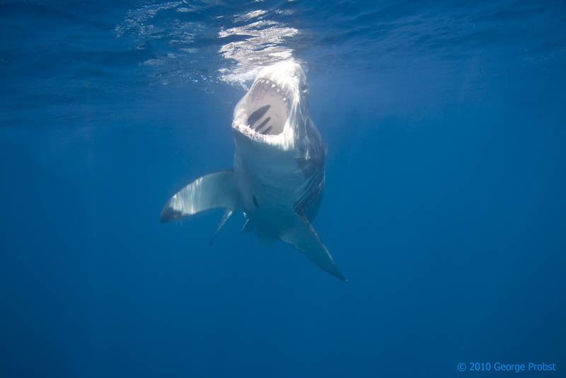 Интересные факты о белой акуле (лат. Carcharodon carcharias)