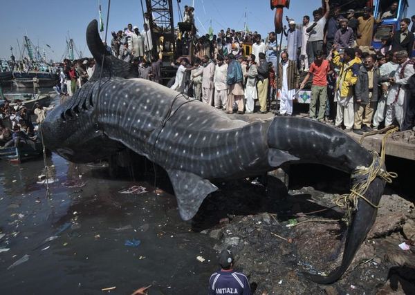 Мертвую китовую акулу, найденную у побережья Пакистана, продали за $19 тыс.
