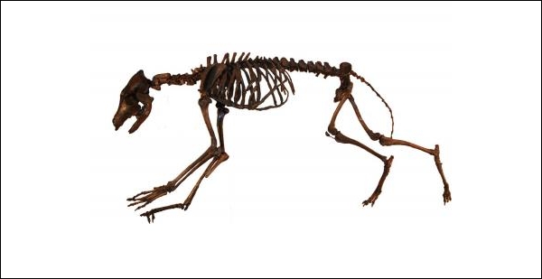 Скелет койота из Палеонтологического музея Калифорнийского университета (фото F. Robin O'Keefe).