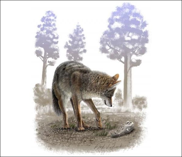 Современный койот и череп его предка (рисунок Doyle V. Trankina).