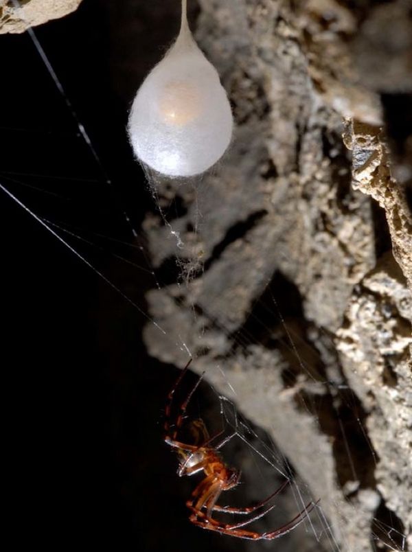 Пещерный кругопряд Meta menardi и его яйцевая камера (фото Francesco Tomasinelli).