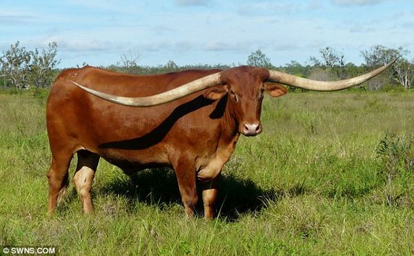 Техасский бык обладает самыми длинными рогами в мире