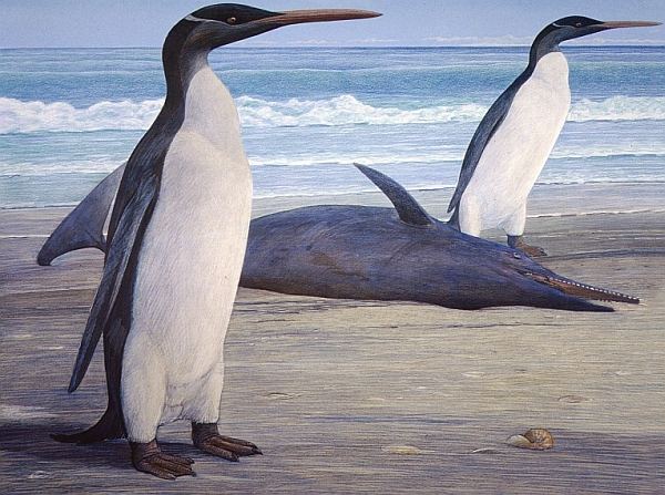 Пингвины кайруку и дельфин Waipatia maerewhenua, тоже вымерший (рисунок Chris Gaskin).