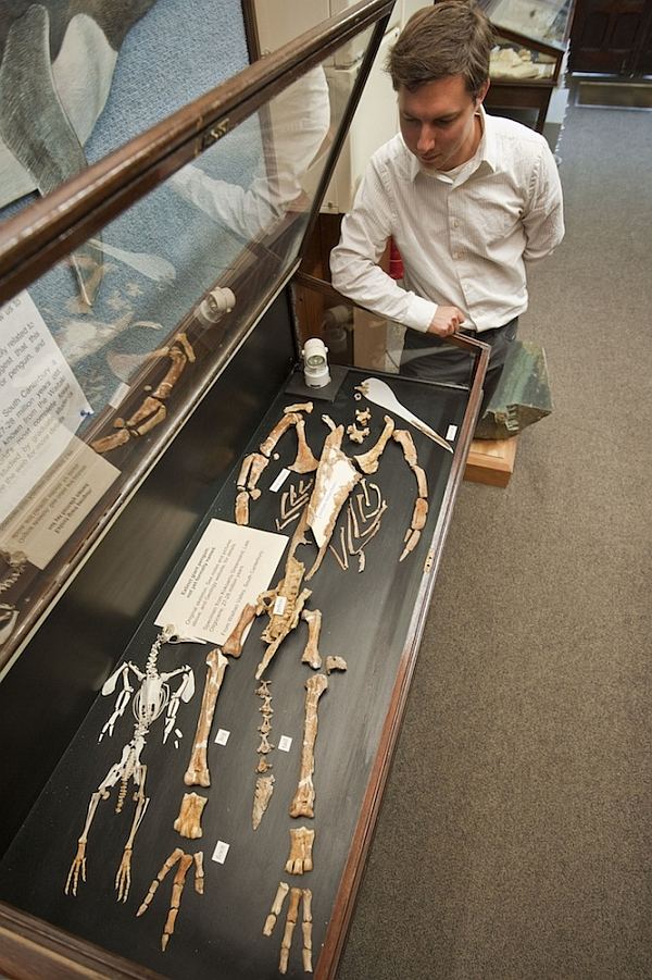 Дэн Кшепка. Рядом с большим скелетом кайруку лежат останки современного малого пингвина. (Фото R. Ewan Fordyce.)