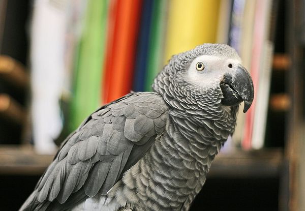 Серый попугай, или жако