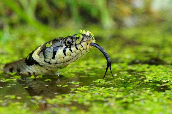Змеи используют свой язык для осязания, но не для питья.