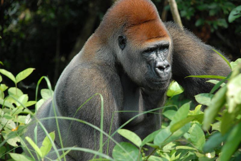 Интересные факты о гориллах
