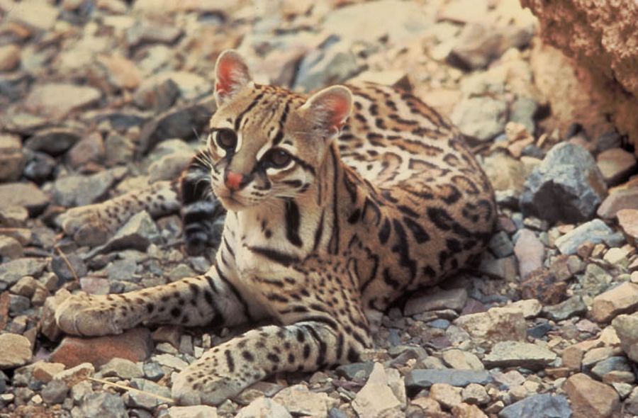 Интересные факты об оцелоте (Leopardus pardalis)