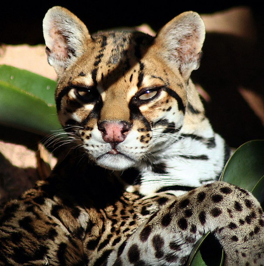 Интересные факты об оцелоте (Leopardus pardalis)