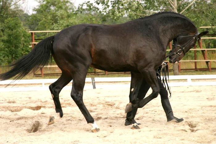 Украинская верховая лошадь (Ukrainian Riding Horse)