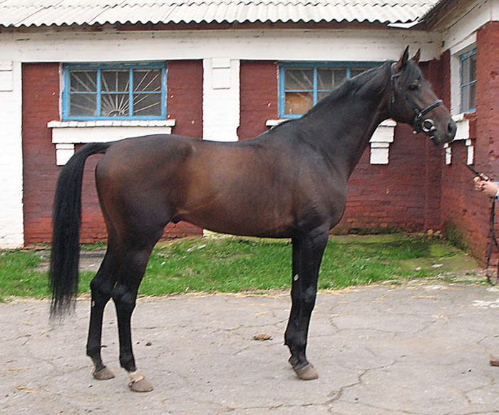 Украинская верховая лошадь (Ukrainian Riding Horse)
