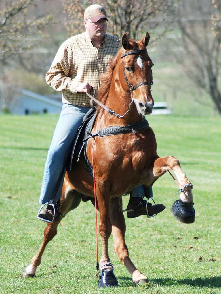Теннесийская прогулочная лошадь (Tennessee Walking Horse)