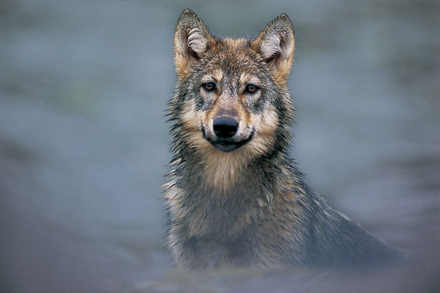 Доклад: Язык объщения волков