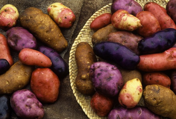 Картофель с фиолетовой кожурой всё чаще можно увидеть в продаже. (Фото David Cavagnaro / Visuals Unlimited / Corbis.)