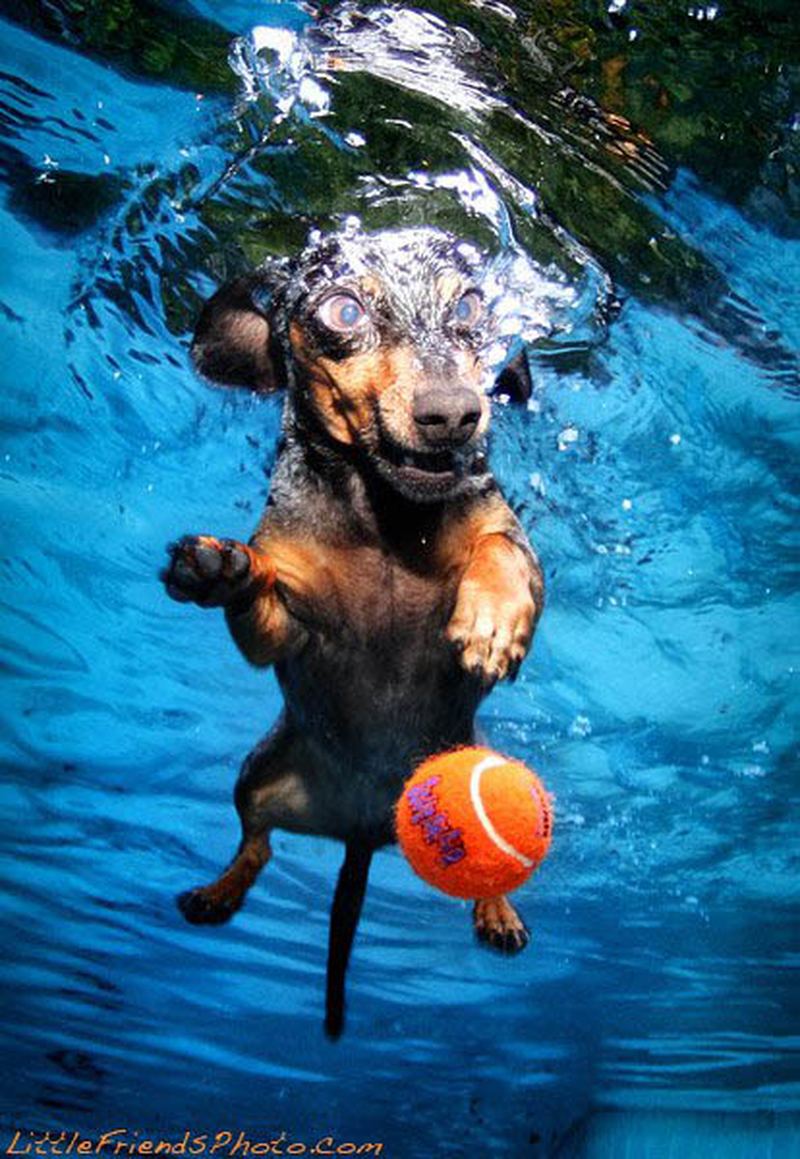 Собаки ныряют за мячиком