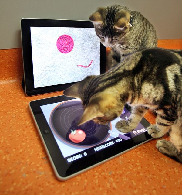 Разработаны игры на iPad специально для развлечения кошек