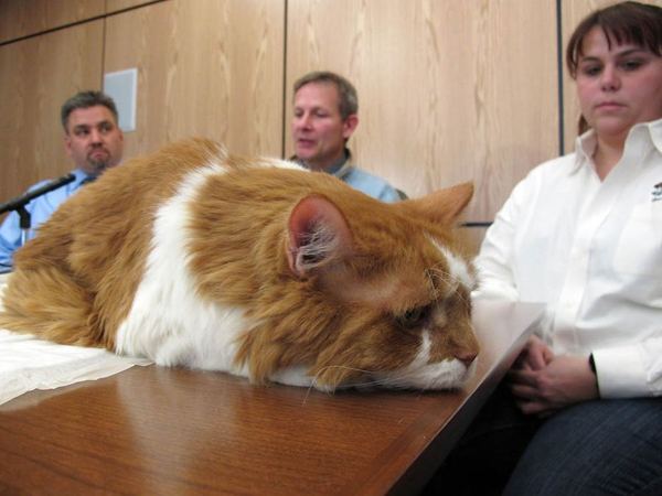 Операция кота обошлась его владельцам в 20 тысяч долларов