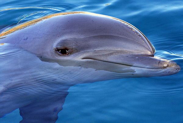 Не исключено, что дельфины давно заговорили бы с нами на нашем языке, если бы их голосовой аппарат позволил им это 